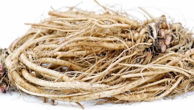 What is chicory root extract used for What is chicory root extract used for