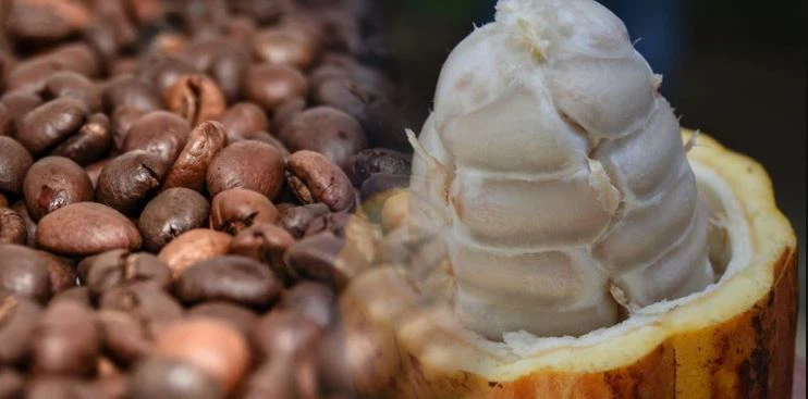 Theobromine vs Caffeine Effects