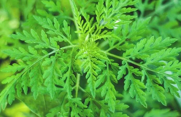 artemisinin side effects