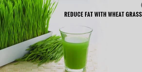How to use wheatgrass powder for weight loss How to use wheatgrass powder for weight loss