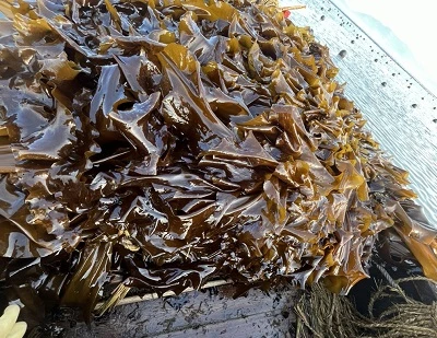 Kelp naspram morske trave: ključne razlike, dobrobiti, upotreba i koja je bolja?
