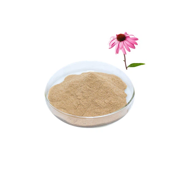 Echinacea Purpurea u prahu