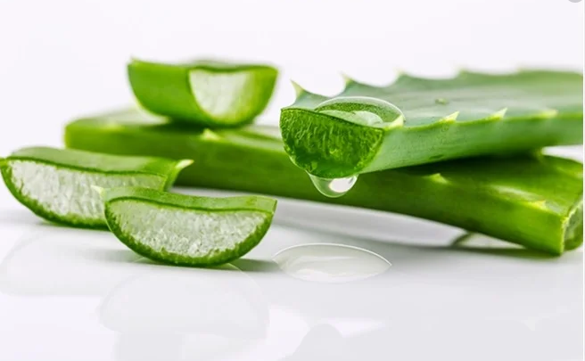 Aloe Vera u prahu protiv gela