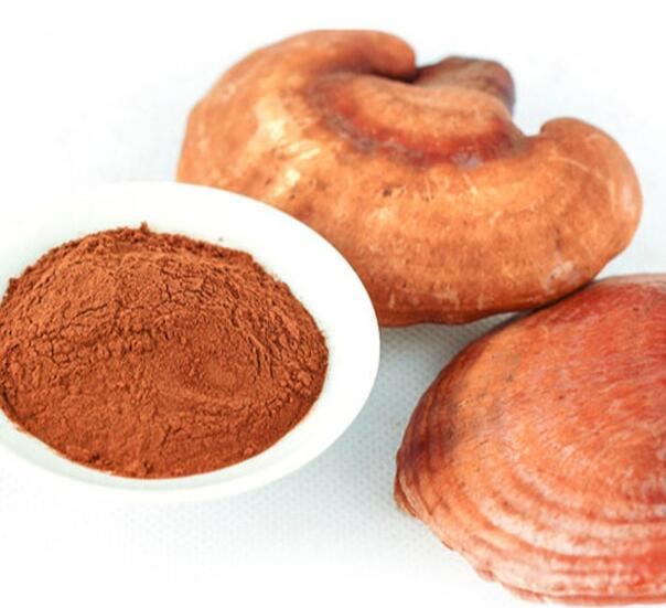 Reishi ekstrakt praha