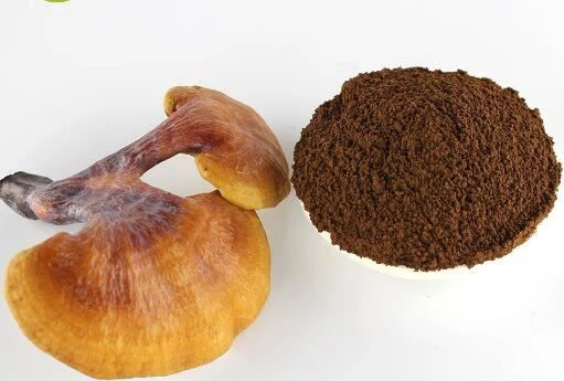 Reishi gljiva u prahu u rasutom stanju