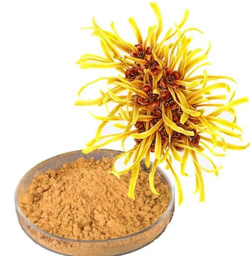 Ekstrakt lista hamamelisa Virginiana hamamelisa