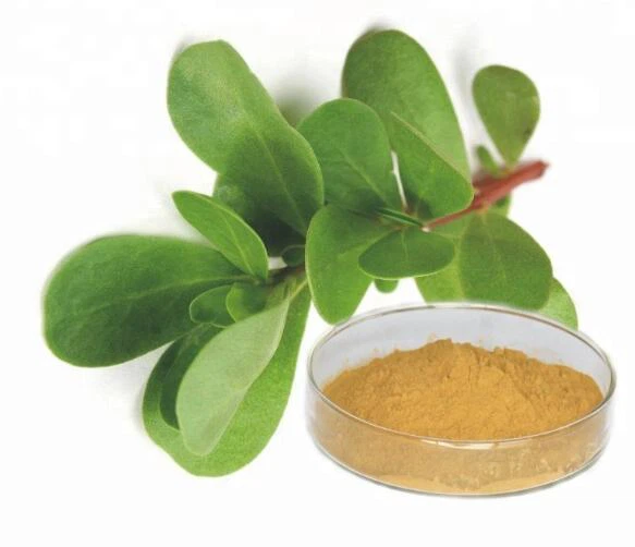 Ekstrakt purslana Portulaca Oleracea